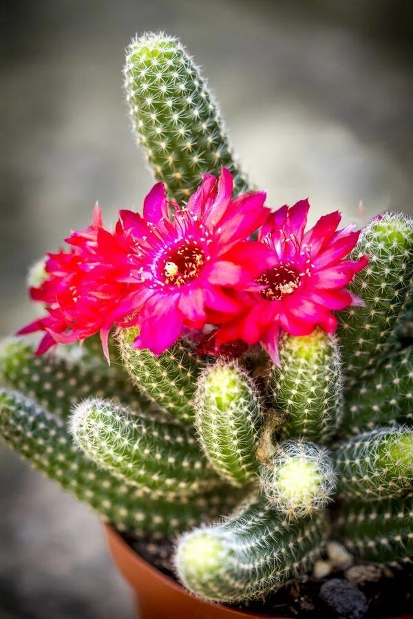 Как выглядит цветок кактус cactus, flower, bloom Cactus house plants, Cactus, House plants