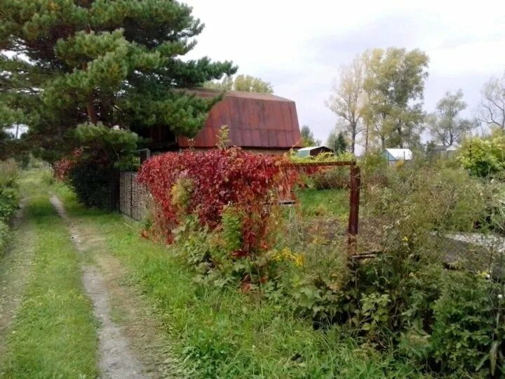 Купить участок в бийске. СНТ Просвещенец Бийск. Садоводство рассвет г. Бийск. СНТ Просвещенец улица Садовая. Филимоновское СНТ Просвещенец.