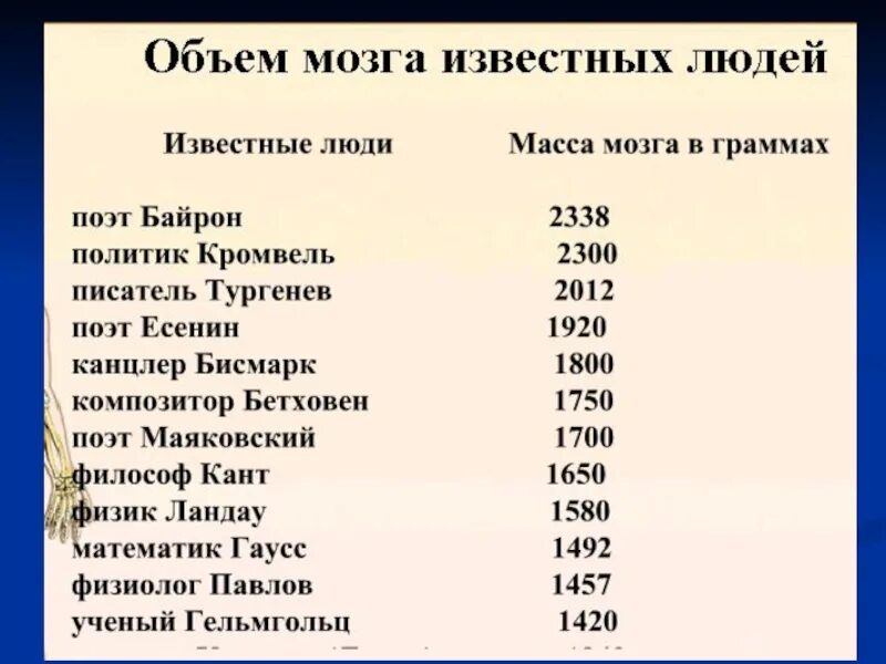 Сколько весил мозг. Объем мозга. Объем мозга человека. Средний объем головного мозга человека. Масса мозга человека.