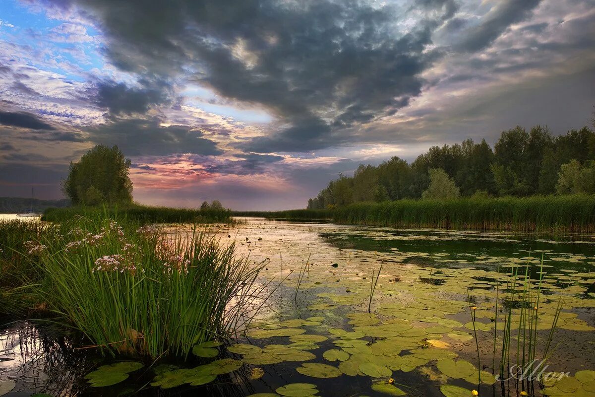 лесное озеро солнечногорск. перовский парк пруд. прудик речка мостик. деревня летом река мостки на реке. туман над водой.