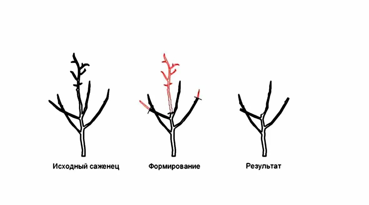 Обрезка молодой черешни весной. Весенняя обрезка саженцев яблони. Схема обрезки яблони весной. Обрезка яблонь осенью схема. Формировка однолетнего саженца яблони.