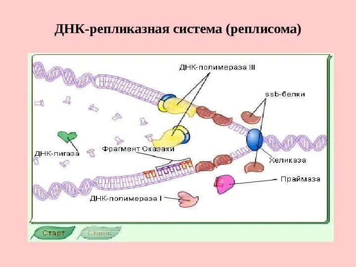 ДНК полимераза репликация ДНК. Реплисома. ДНК-полимераза III. Реплисома строение.