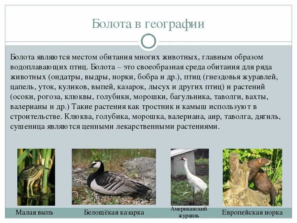 Презентация на тему болото. Обитатели болота презентация. Сообщение о болотных животных. Доклад про болото.