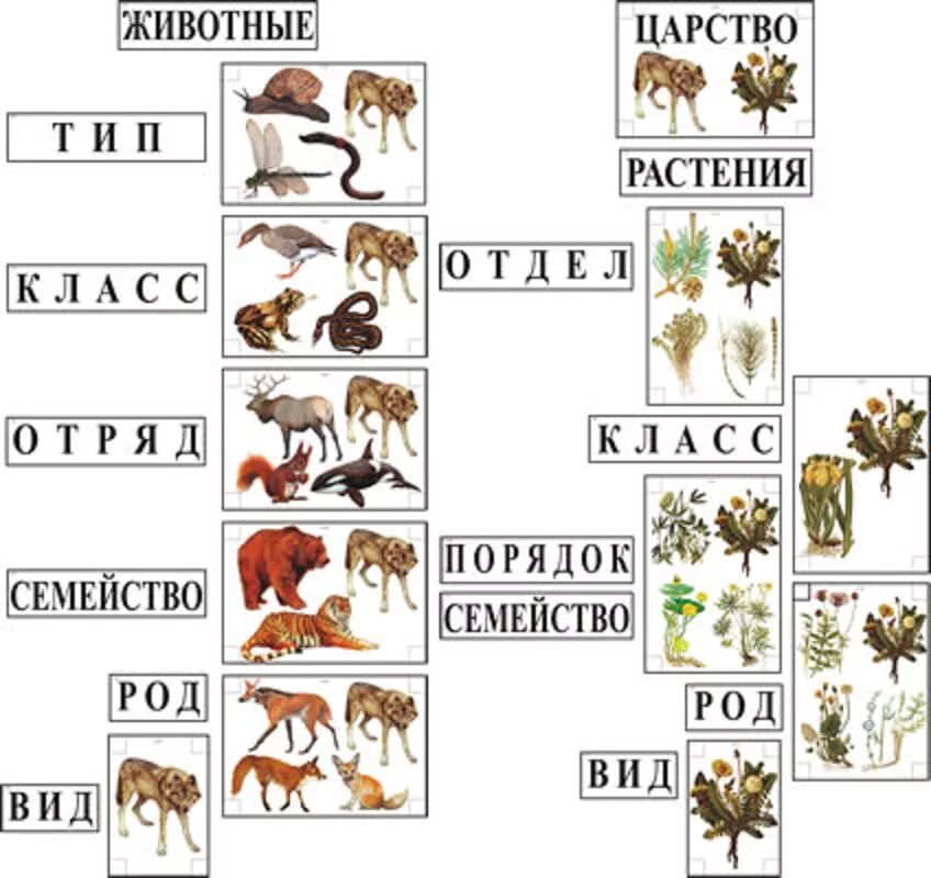Систематической категорией объединяющей всех млекопитающих животных считается. Систематика животных классификация царства. Модель-аппликация классификация растений и животных. Классификация царства растений и животных. Царство животных классификация схема.