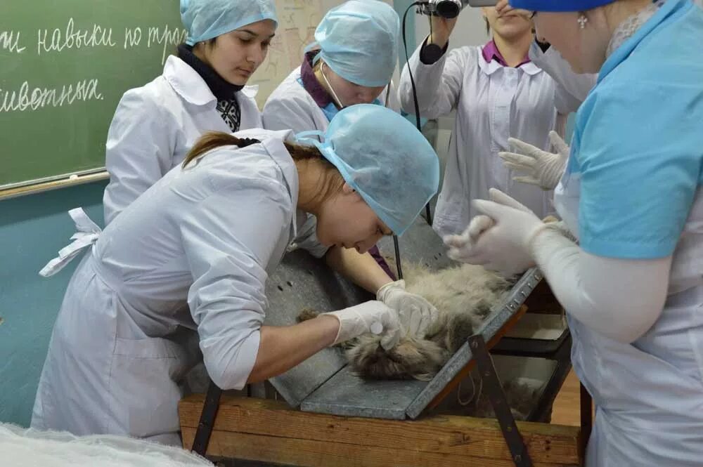 Демоэкзамен ветеринария коломна аграрный. Коломенский аграрный колледж ветеринария. Колледж на ветеринара после 9. Колледж на ветеринара после 9. Колледж на ветеринара после 9.