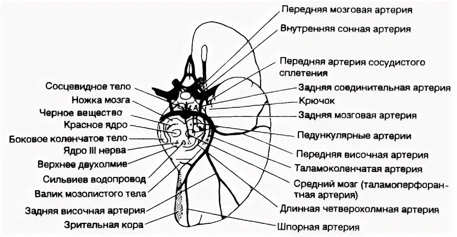 Сегменты средней мозговой артерии на кт. Анатомия средней мозговой артерии сегменты. Сегменты заднемозговой артерии. Сегменты передней мозговой артерии на кт. Сегмент а1 пма