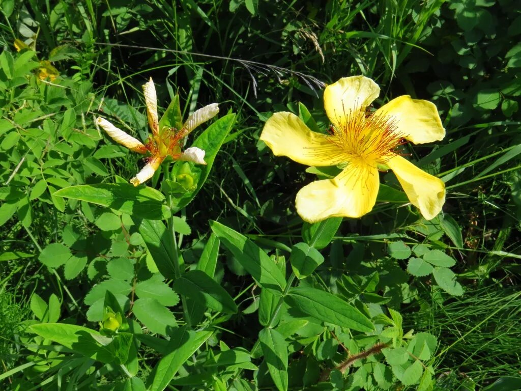 Зверобой большой. Hypericum ascyron. Большой зверобой Байкал. Зверобой Байкальский.