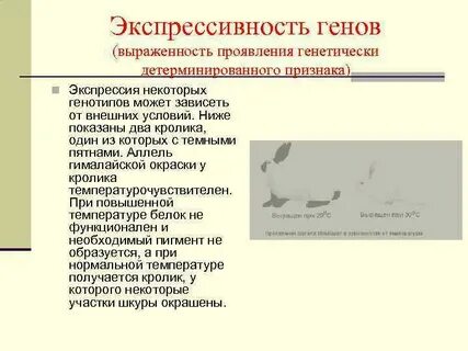 Экспрессивность