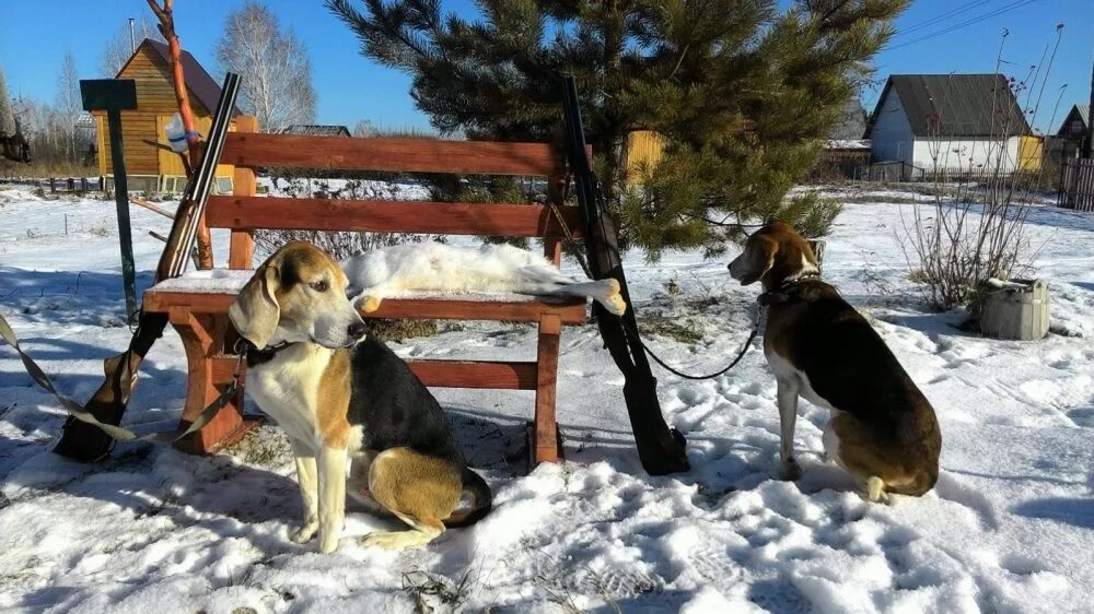 Гончую в брянской обл