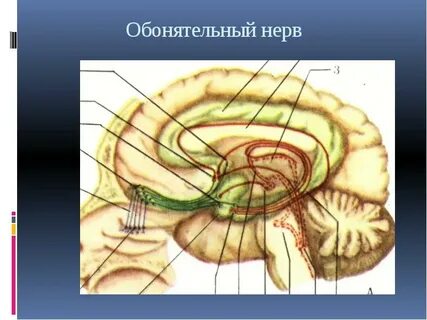 Обонятельный нерв периферический отдел