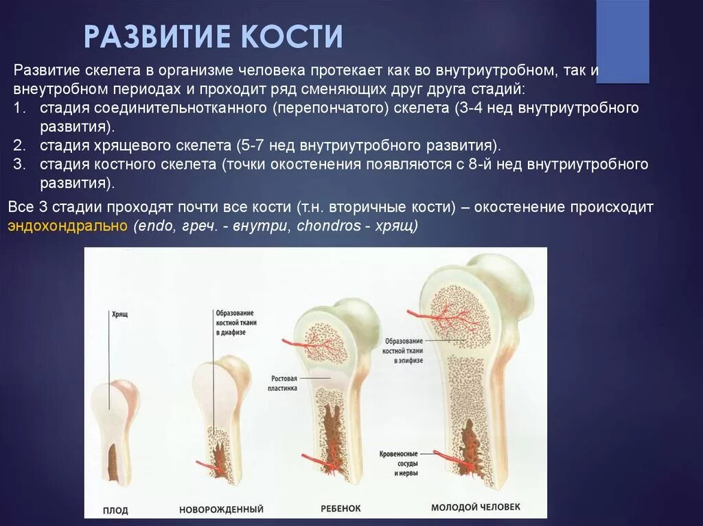 Формирование органов человека