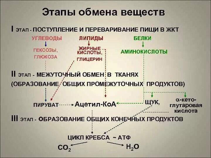 Фазы катаболизма этапы унификации субстратов окисления. Фазы обмена веществ биохимия. метаболизм основных веществ в организме. конечные продукты обмена веществ. этапы метаболизма липидов.