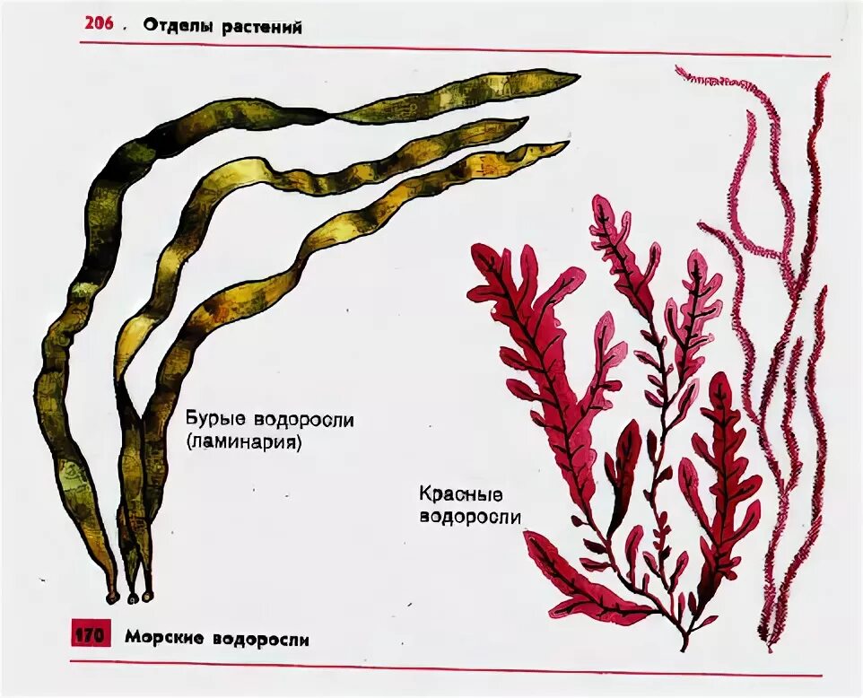 Водоросли составить предложение. Красные водоросли ламинария. строение водоросли ламинарии. строение слоевища красных водорослей. тип таллома у бурых водорослей.
