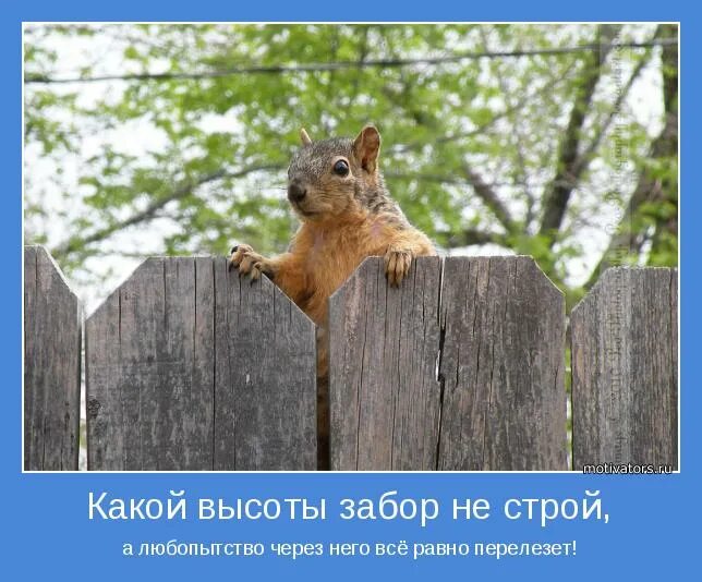 Статусы про любопытных людей. Фразы про любопытство. Любопытные люди цитаты. Она вспомнила каким любопытством. Она вспомнила каким любопытством.
