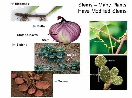 Many plants