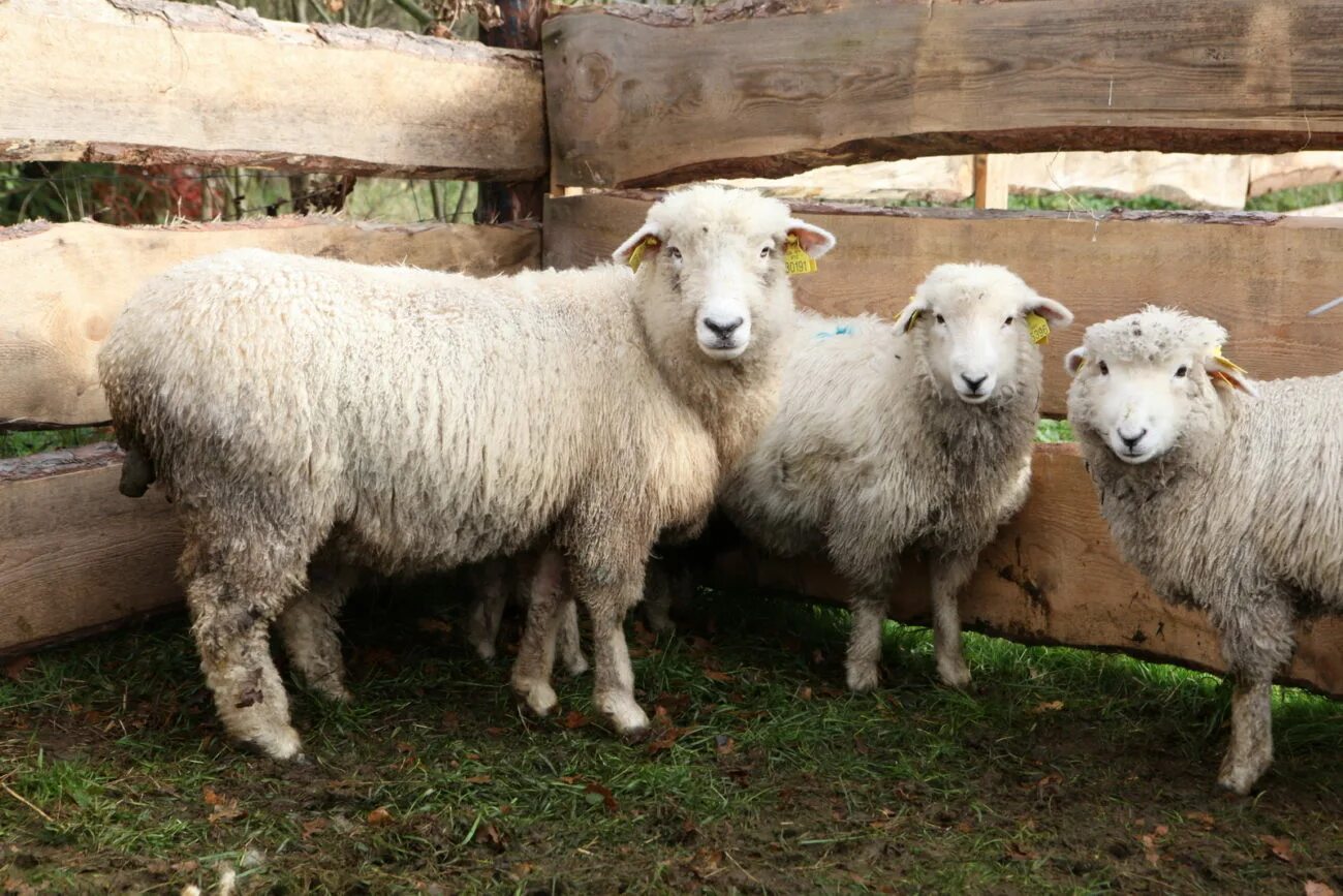Содержание ягнят. Ферма овец. Дорпер порода овец вес. Гороховая солома для крс. Овцы в хозяйстве.