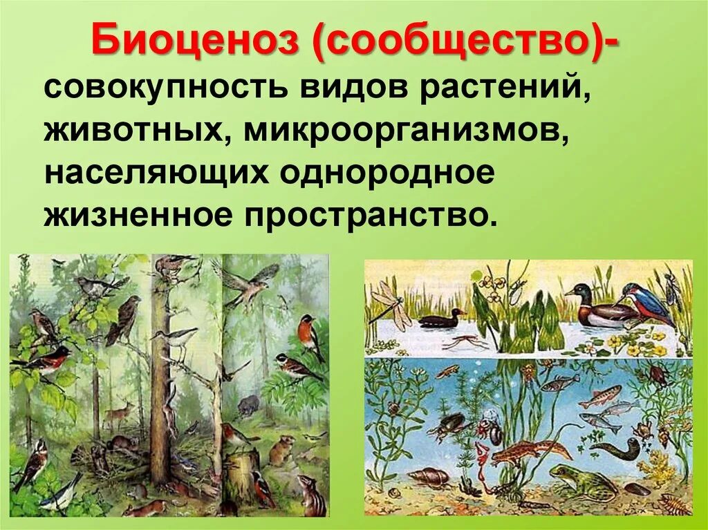 Урок 5 класс разнообразие природных сообществ. Сообщество биоценоз экосистема. Биоценоз сообщество растений и животных. Природное сообщество биоценоз. Биогеоценоз экологическое сообщество.