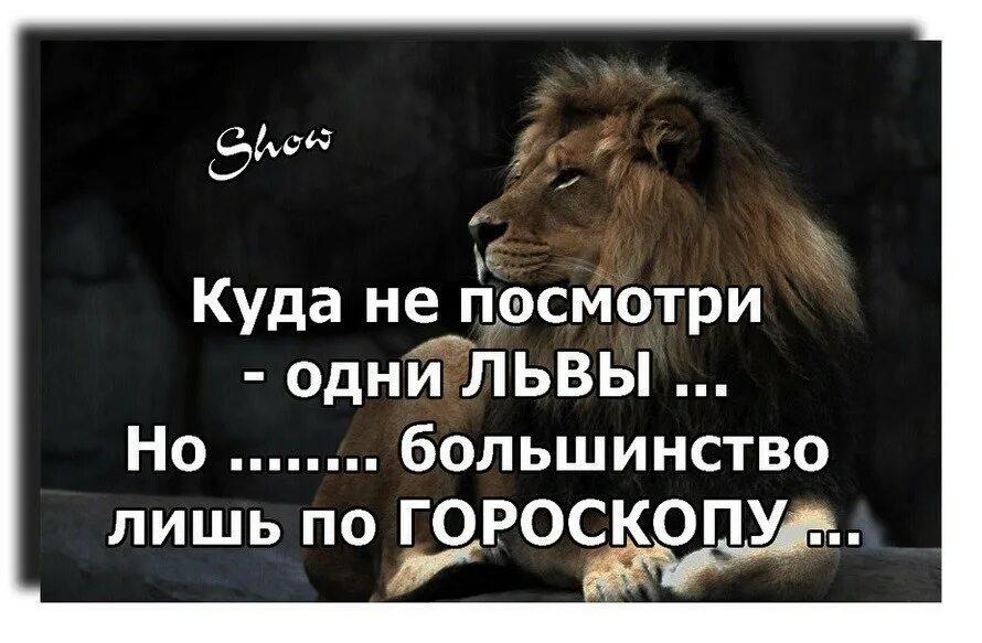 Нужно быть львом. Цитаты про Львов. Лев цитаты. Статусы про Льва. Фразы про Льва.