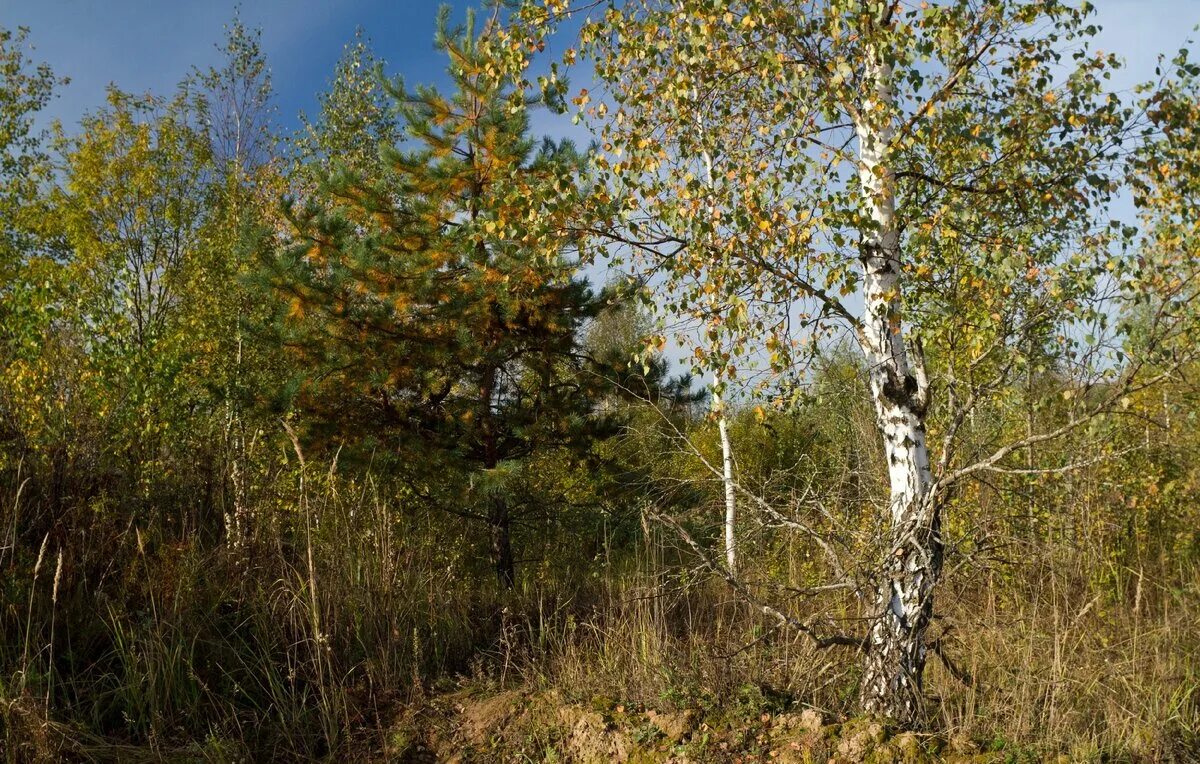 Крымская береза. Березово дубовый лес. Осина Лесная. Сосна и береза. Березовая ель