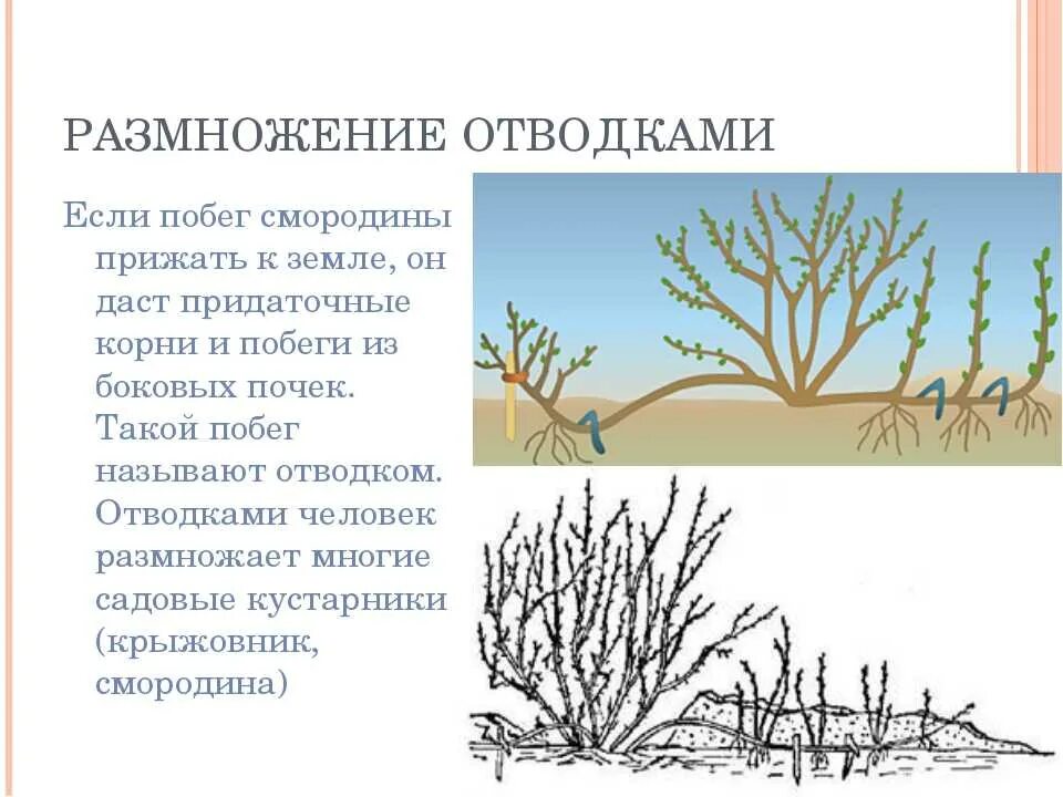 Как размножить смородину от куста. Размножение куста отводками. Отводки вегетативное размножение. Размножение смородины отводками. Размножение смородины крыжовника отводками.