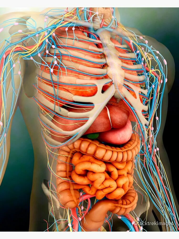 Human organs. Органы человека. Скелет с внутренними органами. Анатомия человека органы. Органы внутри человека.