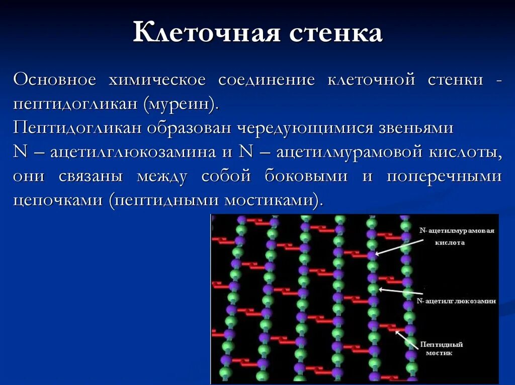 Муреин клеточная стенка. Строение клеточной стенки муреин. Пептидогликан муреин. Муреин у бактерий.