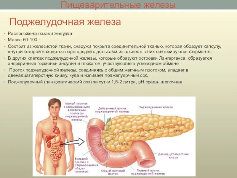 Большая пищеварительная железа