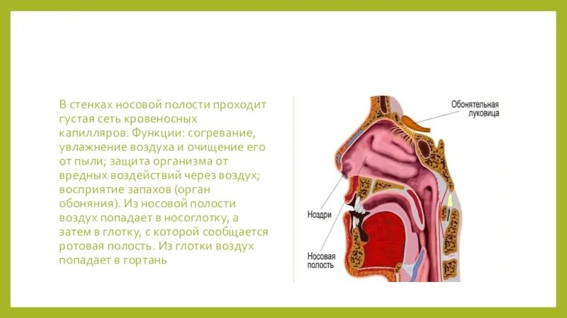 Попадание воздуха в полость. Носовая полость 8 класс биология. Стенки носовой полости. Из носовой полости воздух попадает в носоглотку через. Увлажнение воздуха в полости носа.