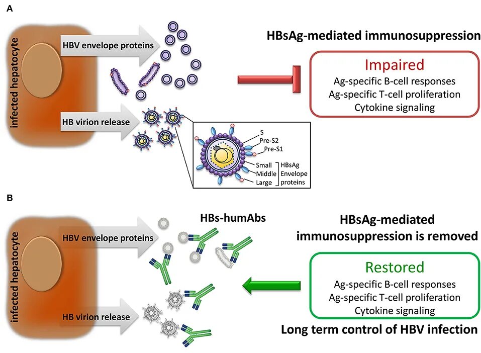 HBV инфекция. Вирион HBV. Этиология HBV. ДНК HBV. Вич hcv hbsag