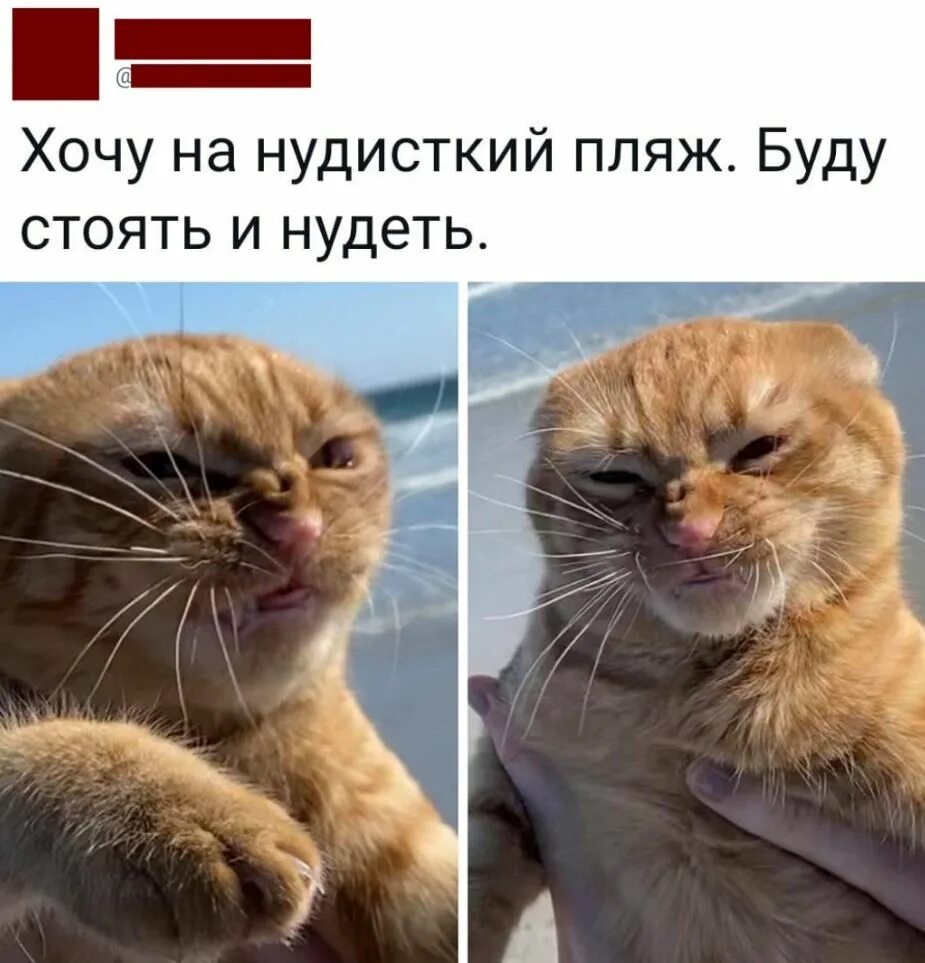 Не просто будет стоять на. Котик идет на работу. Маяк светит. Относитесь к жизни проще цитаты. Кошки думают что люди стоят за дверью.
