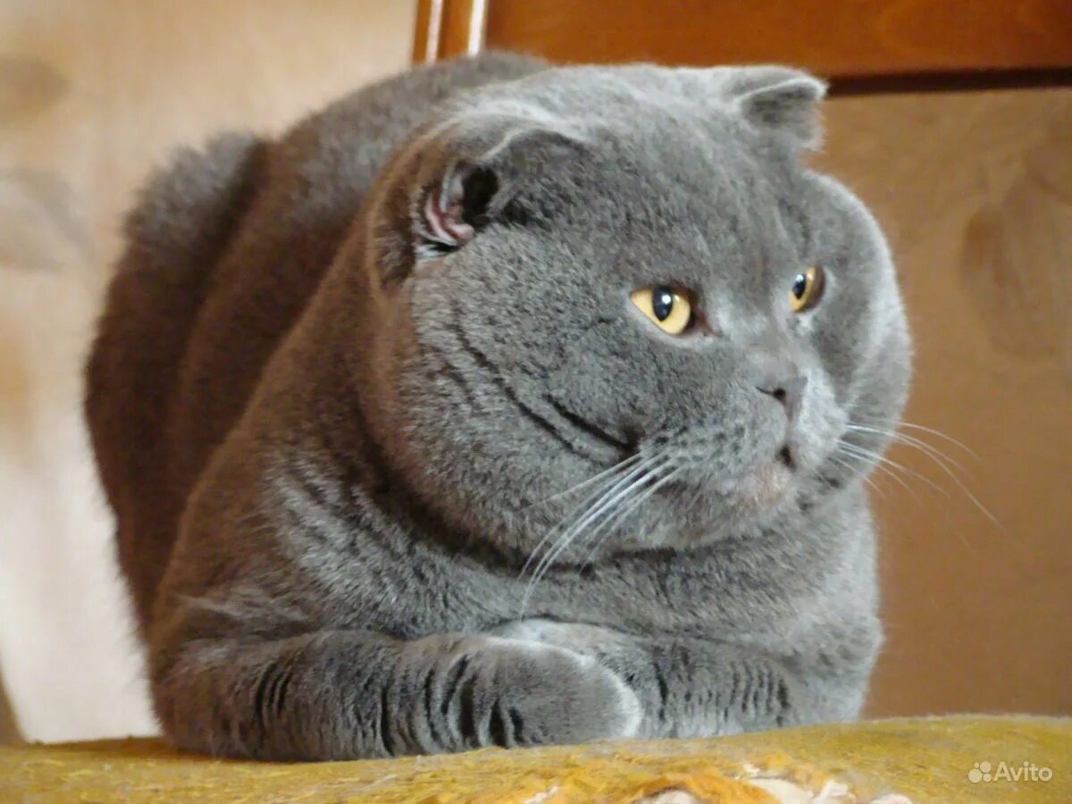 шотландский вислоухий скоттиш. шотландские кошки большие. шотландские кошки большие. шотландская вислоухая кошка скоттиш. шотландская короткошёрстная кошка вислоухая.