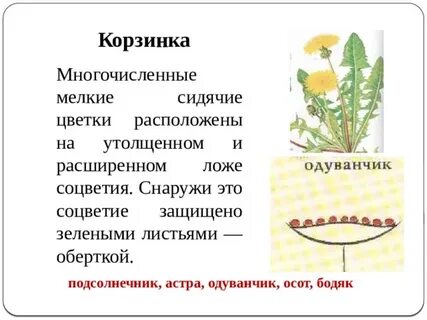 Корзинка характерна для