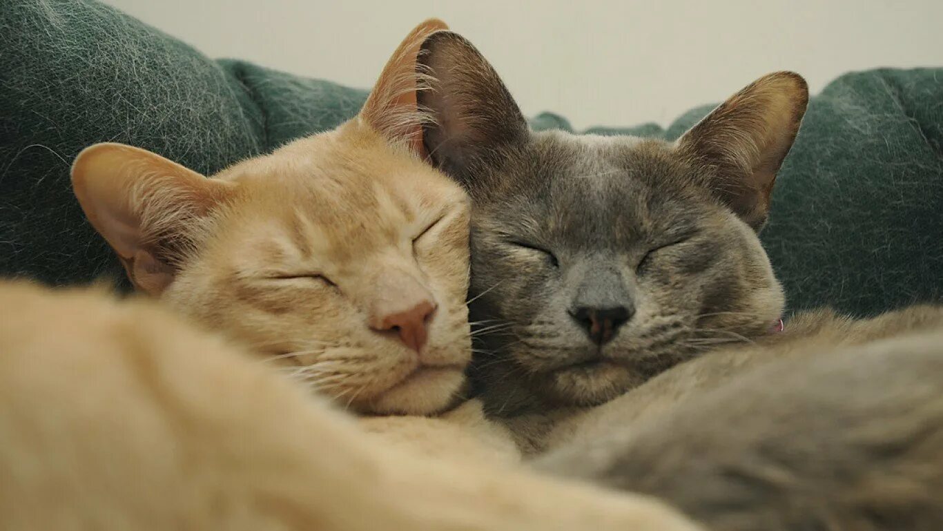 Два кота. Коты вместе. Коты спят вместе. Котики спят в обнимку. Как подружить кошек между собой