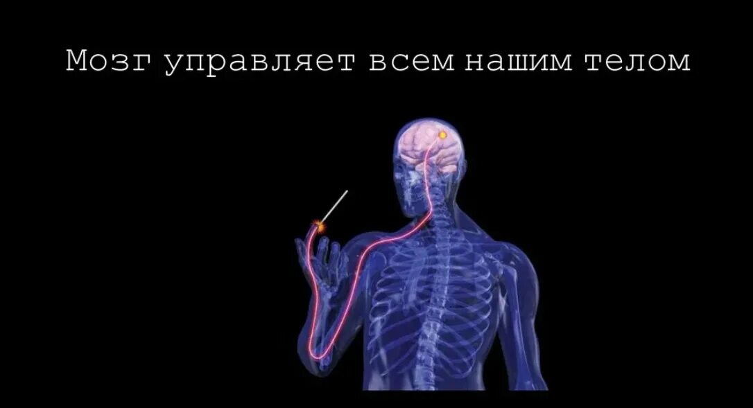 Тело управляет человеком. Как мозг управляет телом. Мозг контролирует. Мозг управляет всем. Движением управляет мозг.