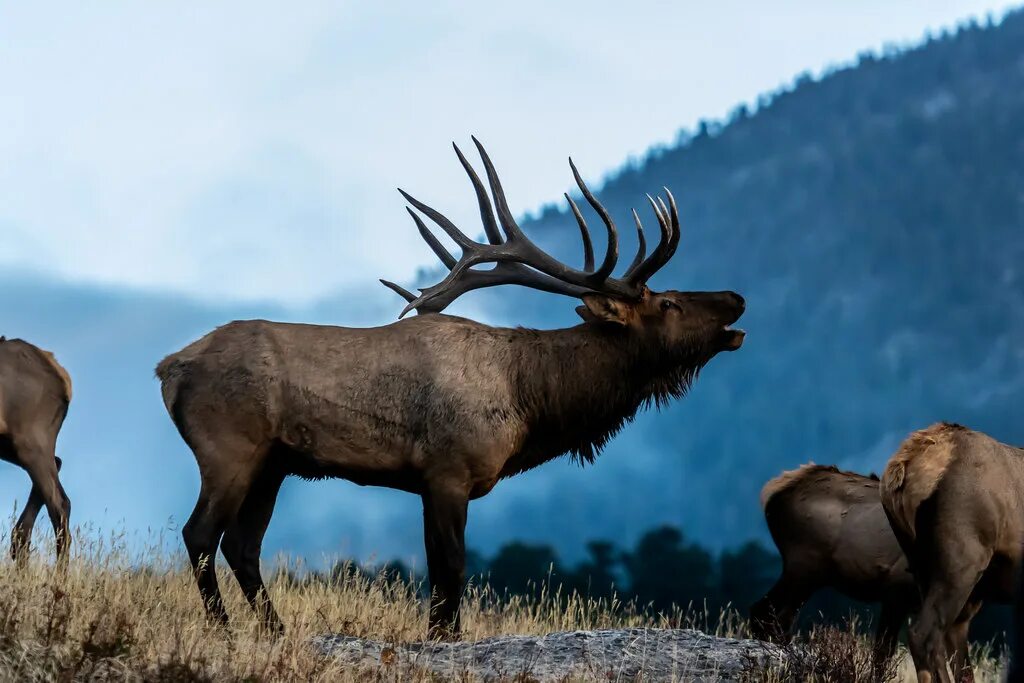 Лось в лесу. Лось в горах. Bull Elk. Кэрнгормс животные.