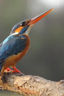 Какие птицы круглые