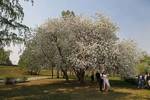 Коломенский парк цветение