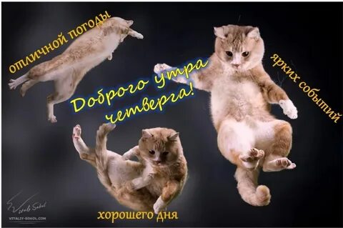 Доброе утро четверга картинки прикольные с надписями