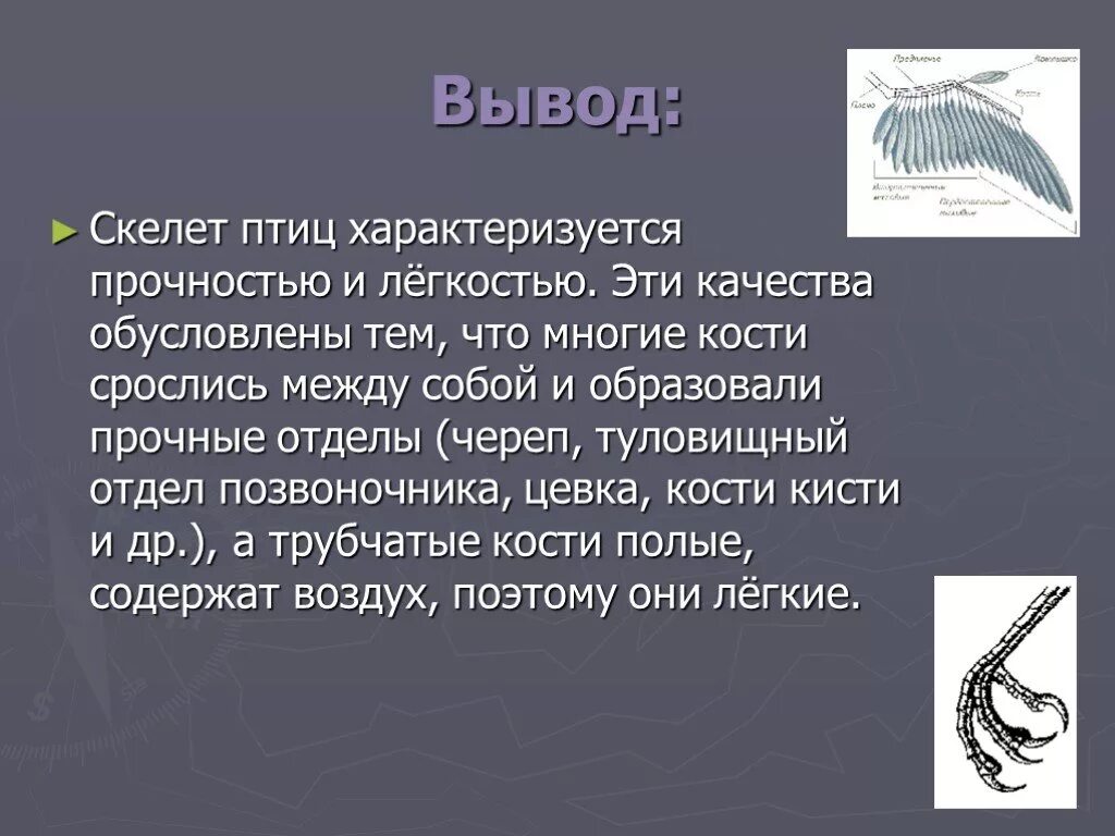 Класс птицы вывод. Вывод строение скелета птицы. Вывод по строению скелета птиц. Вывод о строении птиц.