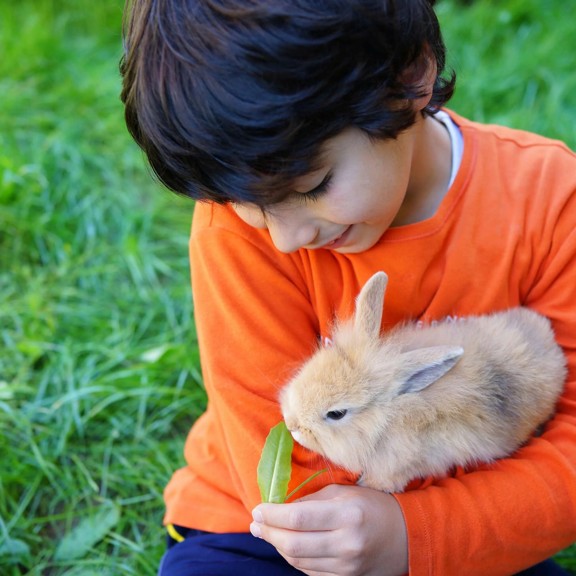 I a pet rabbit. Кролик мальчик. Кролик для детей. Мальчик с кроликом в руках. Крольчата для детей.