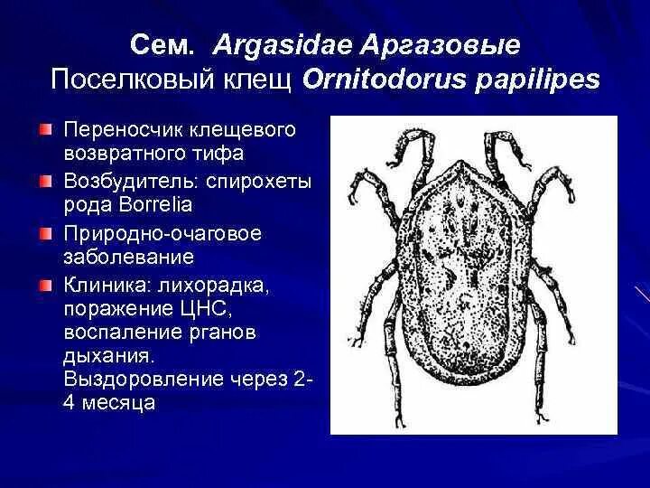 Иксодовые клещи являются переносчиками. Поселковый клещ Ornithodorus papillipes жизненный цикл. Аргасовые клещи морфология. Поселковый клещ (Ornithodorus papillipes). Аргасовые клещи жизненный цикл.