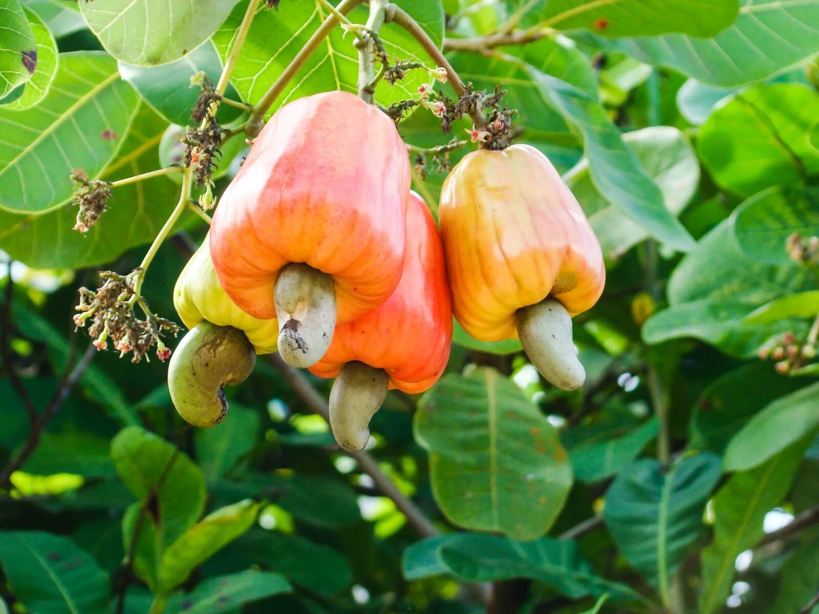 Плод ореха кешью. Кешью как растет в какой стране. Кешью как растет в какой стране. Кешью плод. Плод ореха кешью.