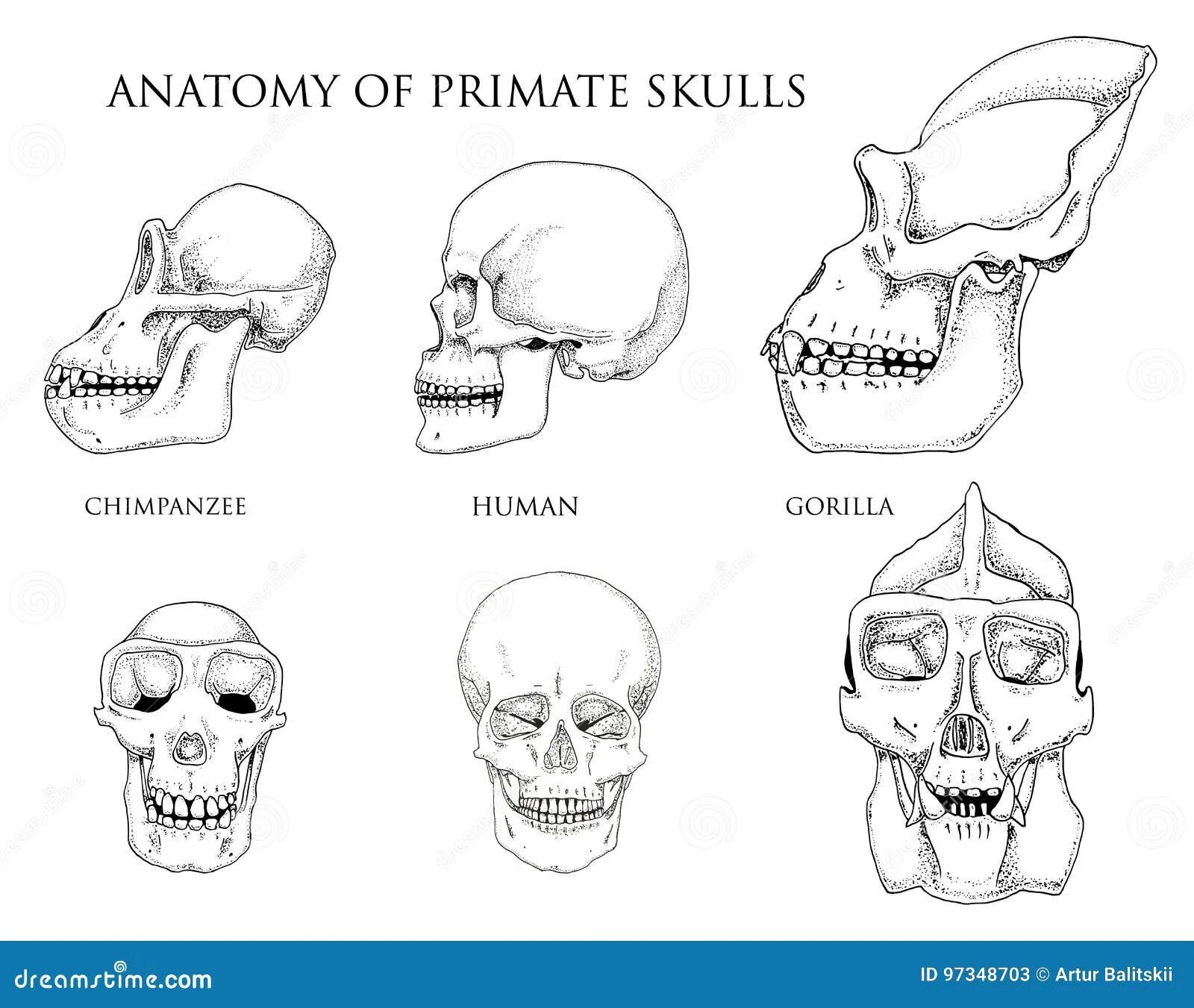 Мозг гориллы и человека. Череп строение черепа человекообразной обезьяны. Строение черепа шимпанзе. Череп шимпанзе и человека.