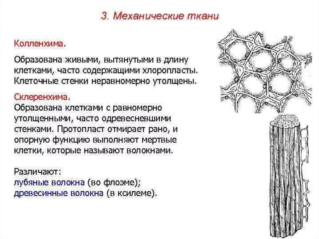 Выполняемые функции механической ткани растений. Механическая ткань растений колленхима и склеренхима. Механическая ткань ксилемы. Механическая ткань паренхима растений. Волокна механической ткани у растений.