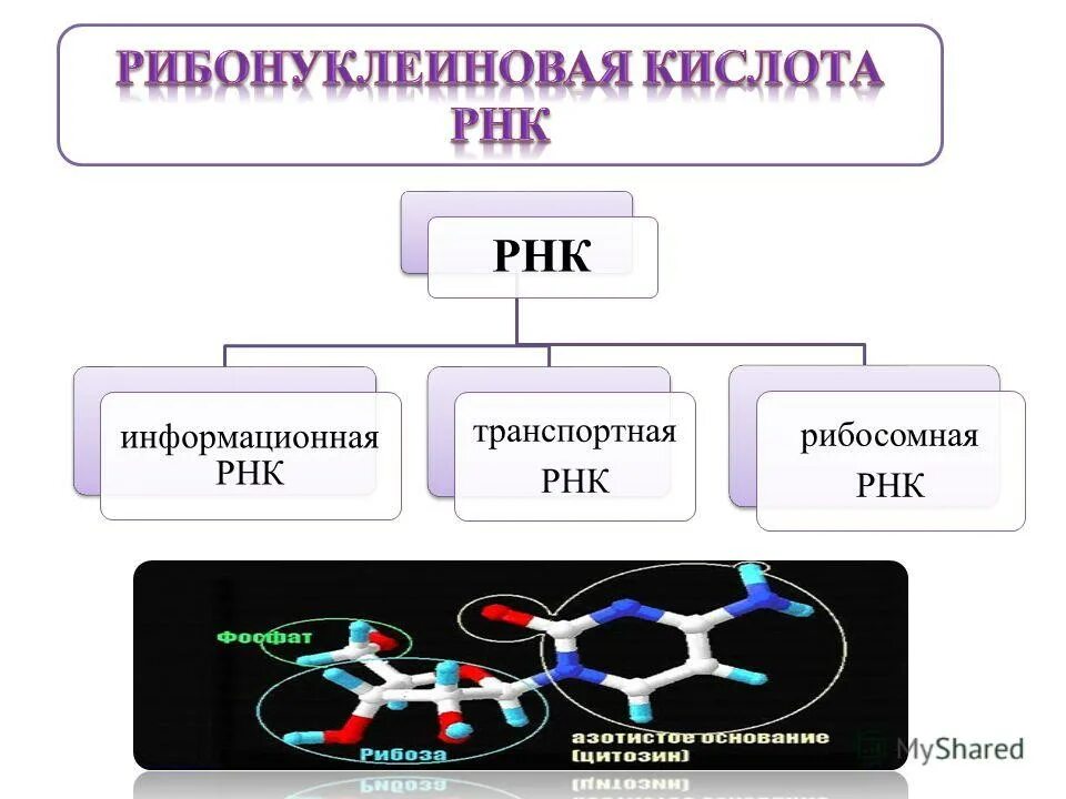 трансляция рнк схема. этапы биосинтеза белка у эукариот. рнк в растительной клетке. трансляция рнк в белок. рнк в растительной клетке.