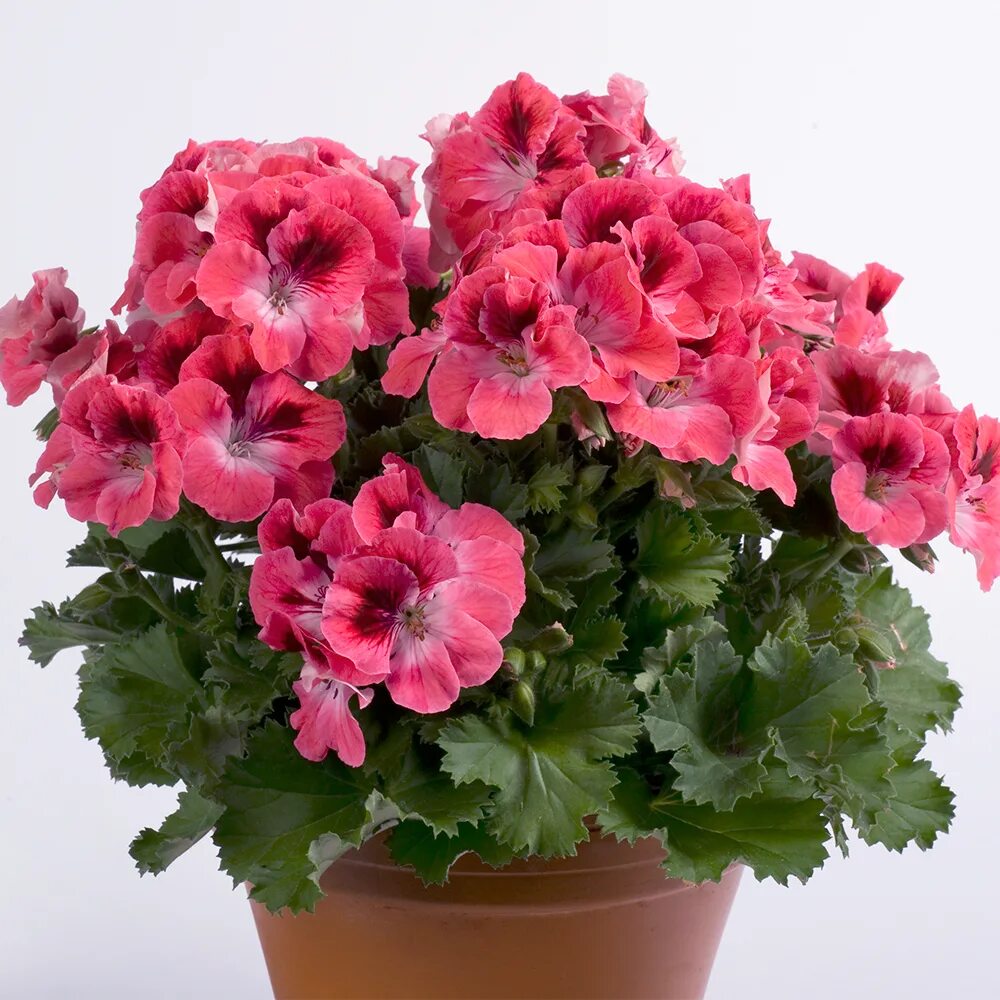 пеларгония королевская aristo red beauty. пеларгония английская. королевская пелагония. пеларгония английская. бутоны пеларгонии.