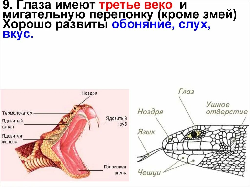 Кожная железа у пресмыкающихся. Обоняние змеи. Орган обоняния у змей. Третье веко у пресмыкающихся. Мигательная перепонка у змей.