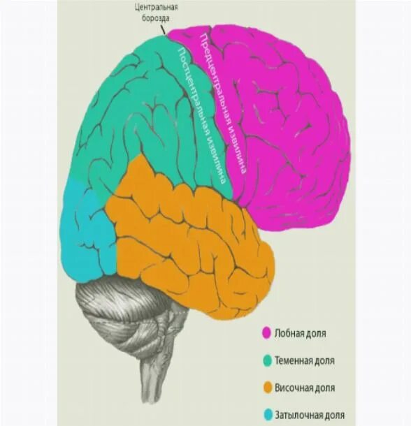 Функции лобной доли головного. Центры височной доли головного мозга.
