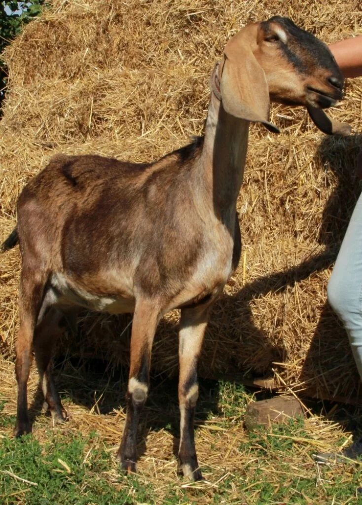 Коза нубийской породы. Нубийско зааненские козы. Англо-нубийская коза. Нубийские козы козлята. Нубийские козы отзывы