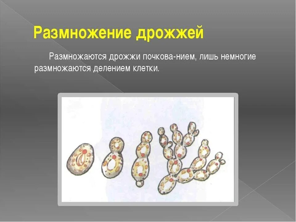 Размножение 2 способами людей. Бесполое размножение дрожжей. Размножение дрожжей почкованием. Дрожжи грибы почкование. Размножение дрожжей микробиология.